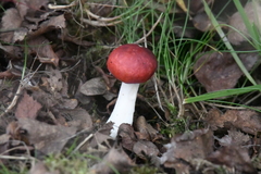 Russula pseudointegra
