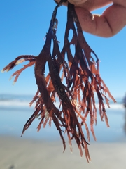 Callophyllis violacea