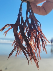 Callophyllis violacea