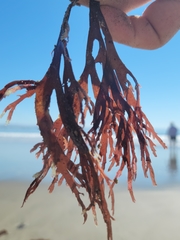 Callophyllis violacea