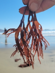 Callophyllis violacea