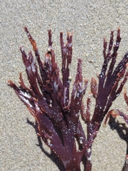 Callophyllis violacea