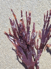 Callophyllis violacea