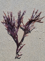 Callophyllis violacea