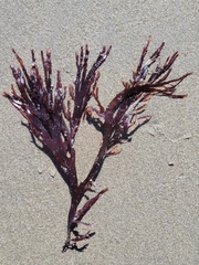 Callophyllis violacea