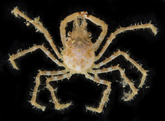 Chorilia longipes