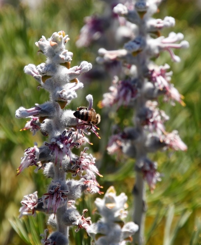 Image of Paranomus spicatus by (c) Tony Rebelo, some rights reserved (CC BY-SA)