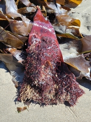 Chondracanthus spinosus