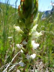 Satyrium ligulatum