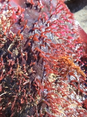 Chondracanthus spinosus