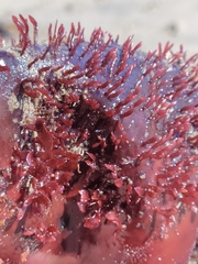 Chondracanthus spinosus