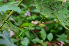 Faboideae