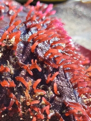 Chondracanthus spinosus
