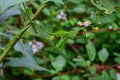Faboideae
