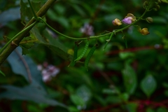 Faboideae