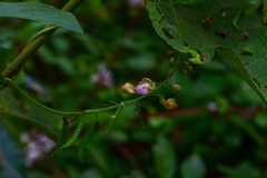 Faboideae