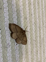 Phyllalia thunbergii