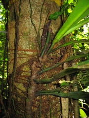 Philodendron linnaei