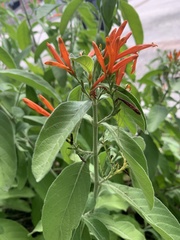 Magnoliopsida