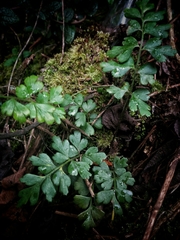 Asplenium praemorsum