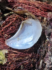 Heteroclidus punctatus