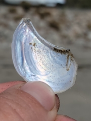 Heteroclidus punctatus