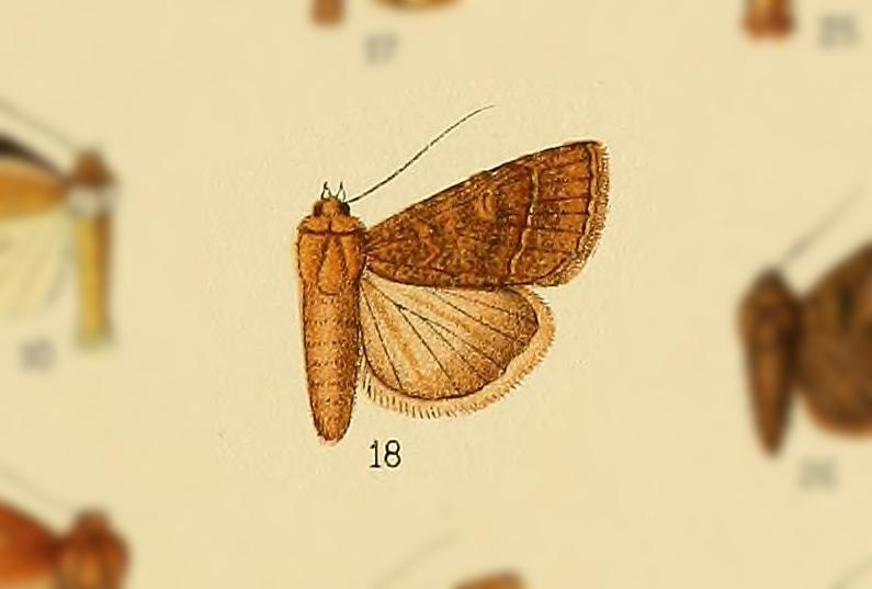 Condica palaestinensis