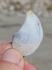 Heteroclidus punctatus