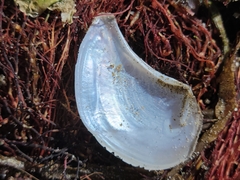 Heteroclidus punctatus