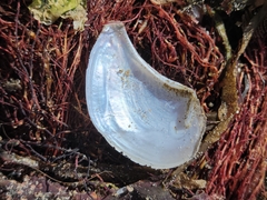 Heteroclidus punctatus