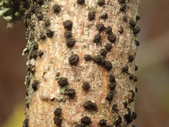 Trimmatostroma salicis