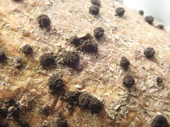 Trimmatostroma salicis