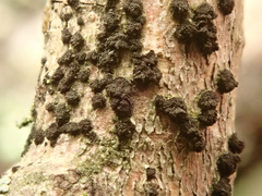 Trimmatostroma salicis