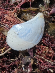 Heteroclidus punctatus