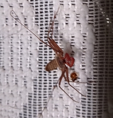 Phrynus operculatus