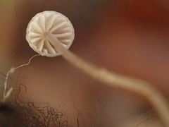 Mycena mirata
