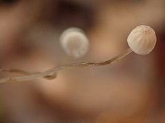 Mycena mirata