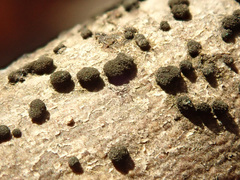Trimmatostroma salicis