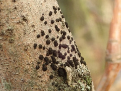 Trimmatostroma salicis