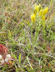 Albuca setosa