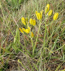 Albuca setosa