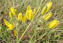 Albuca setosa