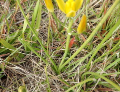 Albuca setosa