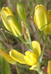 Albuca setosa