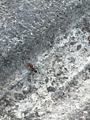 Dorymyrmex bicolor