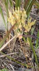 Sebaea stricta