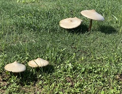 Basidiomycota
