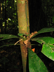 Philodendron linnaei