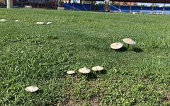 Basidiomycota