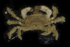Lophopanopeus bellus